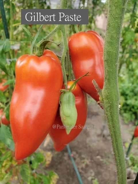 Gilbert Paste (ehem. Ruby Gold)