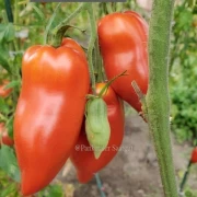 Gilbert Paste (ehem. Ruby Gold)