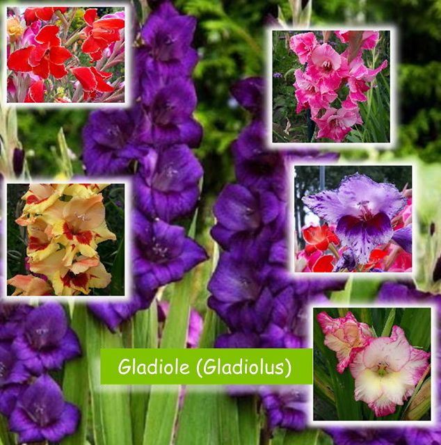 Gladiole (Gladiolus)