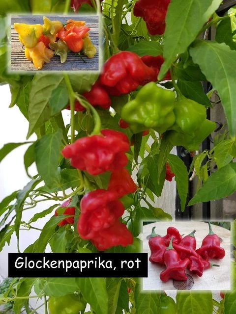 Glockenpaprika, rot