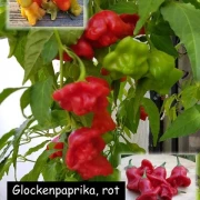Glockenpaprika, rot