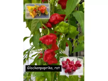 Glockenpaprika, rot