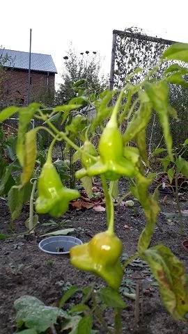 Glockenpaprika, rot