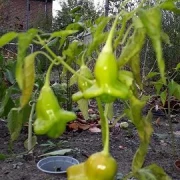 Glockenpaprika, rot