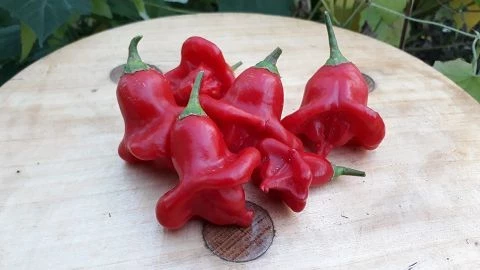 Glockenpaprika, rot
