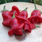 Glockenpaprika, rot