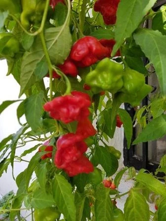 Glockenpaprika, rot