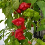 Glockenpaprika, rot