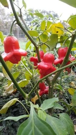Glockenpaprika, rot