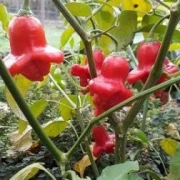 Glockenpaprika, rot
