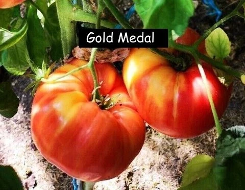 Gold Medal - Fleischtomate