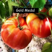 Gold Medal - Fleischtomate