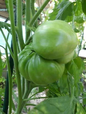 Gold Medal - Fleischtomate