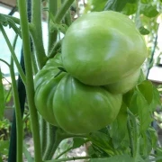 Gold Medal - Fleischtomate