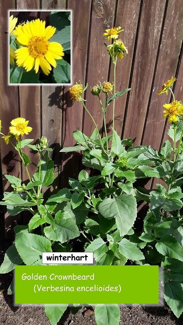 Golden Crownbeard (Verbesina encelioides)