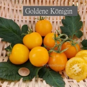 Goldene Königin
