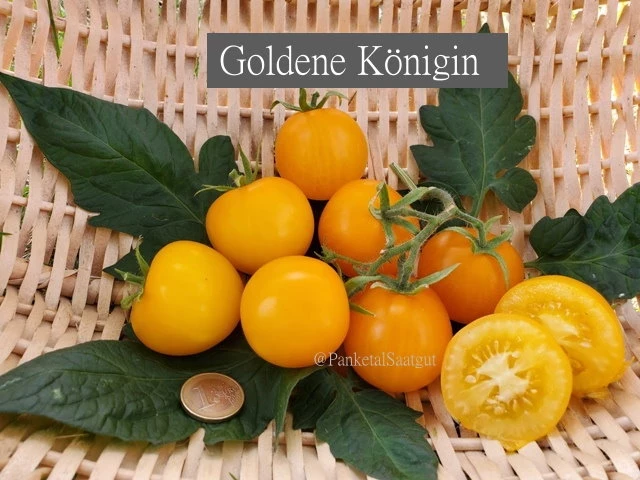 Goldener Kanarienvogel