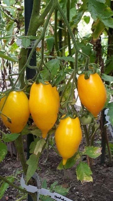 Goldener Kanarienvogel