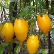 Goldener Kanarienvogel