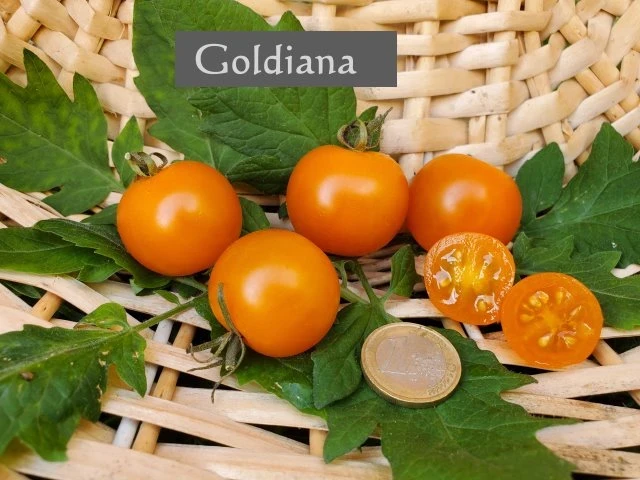 Goldiana
