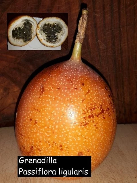 Granadilla  (Passiflora ligularis)