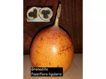 Granadilla  (Passiflora ligularis)