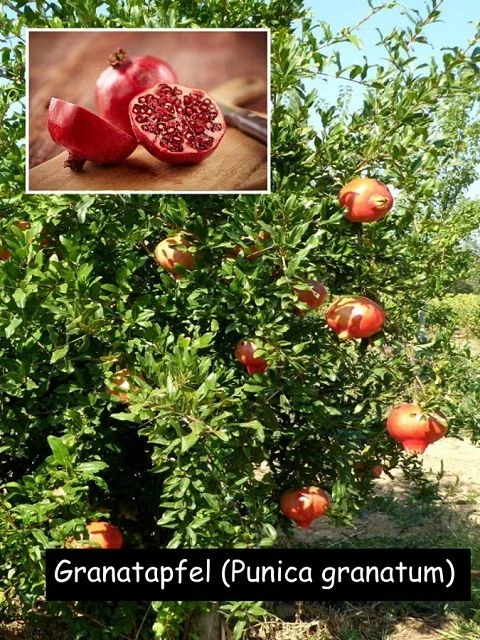 Granatapfel (Punica granatum)