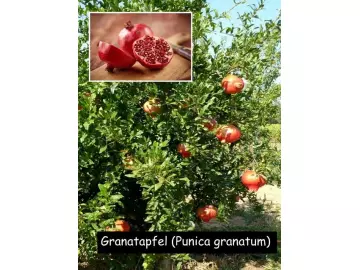 Granatapfel (Punica granatum)