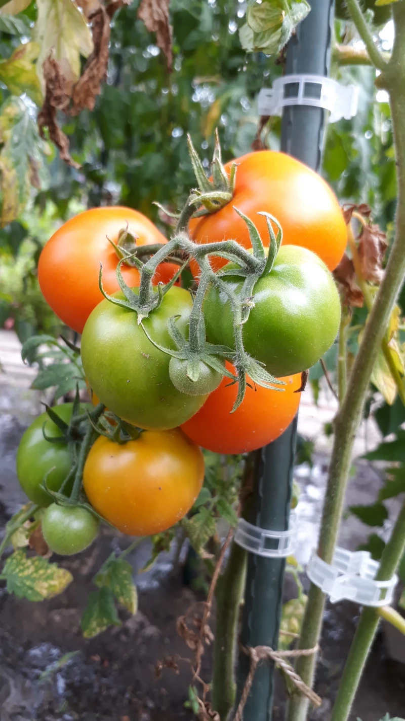Grapefruite (Zlatava)