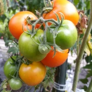 Grapefruite (Zlatava)