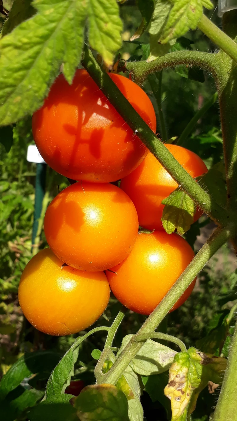 Grapefruite (Zlatava)