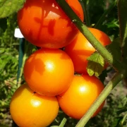 Grapefruite (Zlatava)