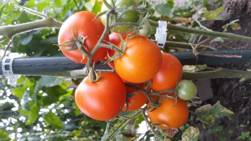 Grapefruite (Zlatava)