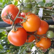 Grapefruite (Zlatava)