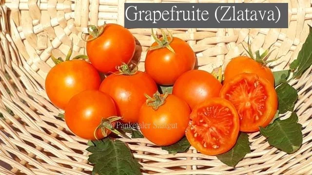 Grapefruite (Zlatava)