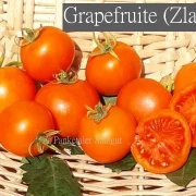 Grapefruite (Zlatava)