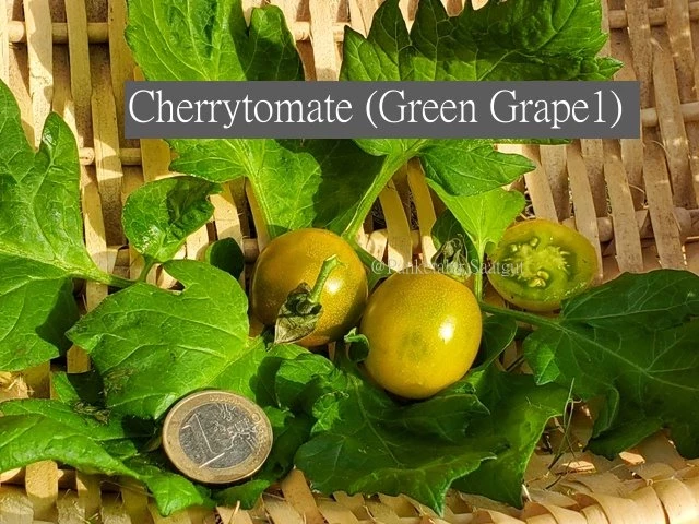Green Grape1 (Cherrytomate)