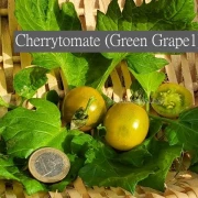 Green Grape1 (Cherrytomate)