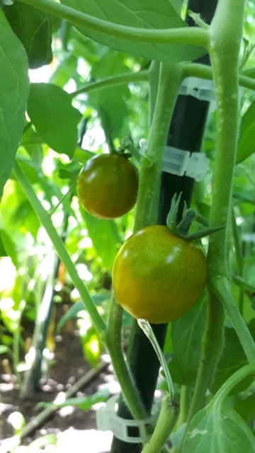 Green Grape1 (Cherrytomate)