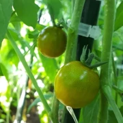 Green Grape1 (Cherrytomate)