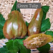 Green Tulip (Flaschentomate)