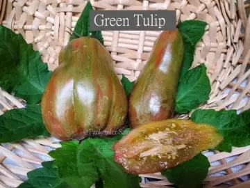 Green Tulip (Flaschentomate)