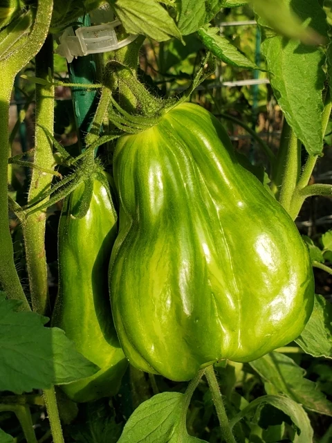 Green Tulip (Flaschentomate)