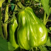 Green Tulip (Flaschentomate)