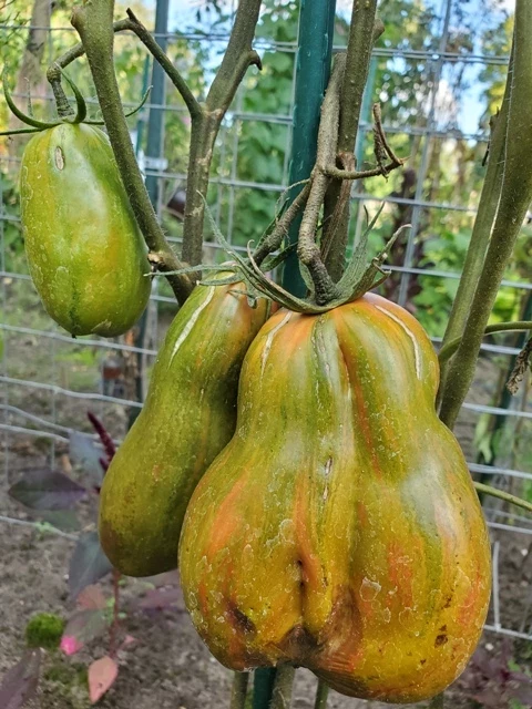 Green Tulip (Flaschentomate)