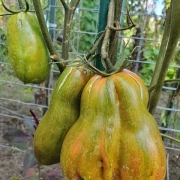 Green Tulip (Flaschentomate)