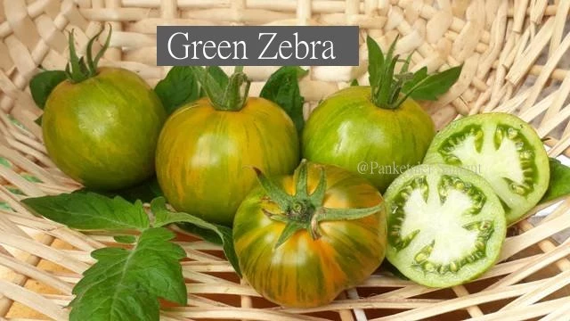 Green Zebra