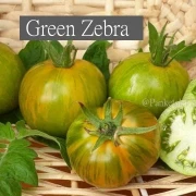 Green Zebra