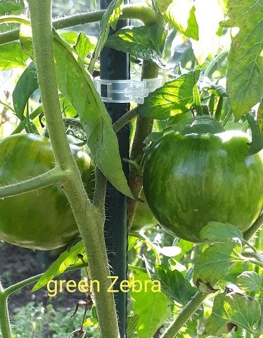 Green Zebra