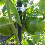 Green Zebra